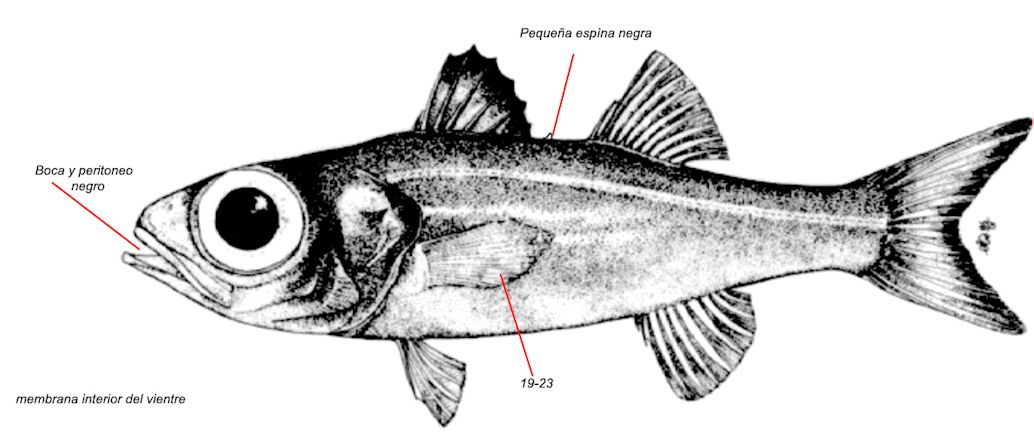 Epigonus telescopus_01.jpg